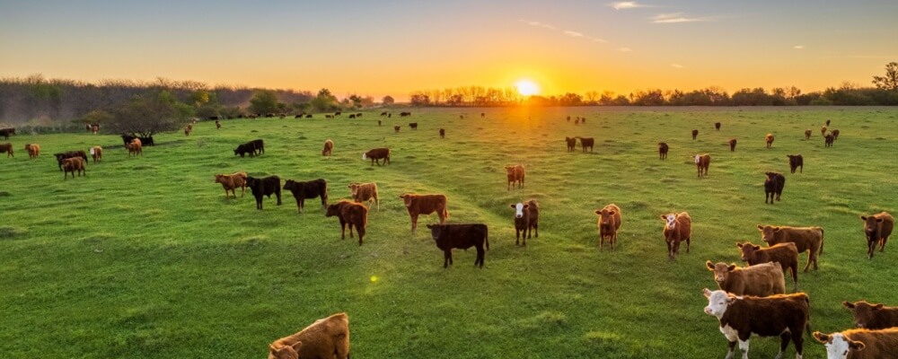 Indiana livestock insurance lawyer