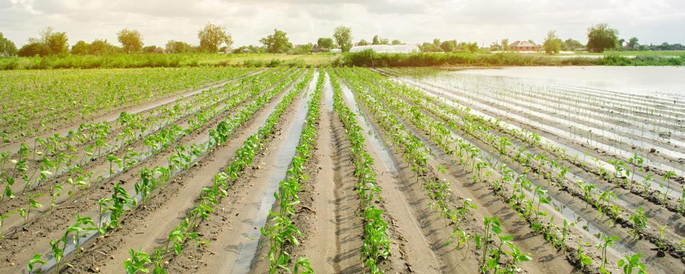 Kansas crop insurance attorney